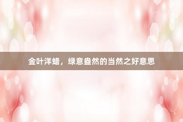 金叶洋蜡，绿意盎然的当然之好意思